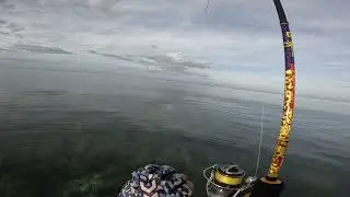 GiantTrevally strike sa capung702 shimano nasci2000 #ultralightfishing #fishing #gianttreavelly 
