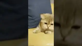 super angry cat [ Subscribe ]