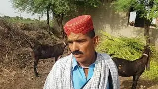 Kamori goats complete documentary|  Goat farming