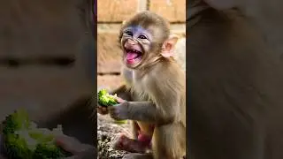 Cute Baby Monkey Eating Broccoli | Funny Baby Monkey Reactions | #funny #shorts