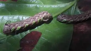 Eumorpha labruscae, lagarta 2