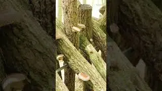Why a #rare #mushroom is getting harder to cultivate. #Plants