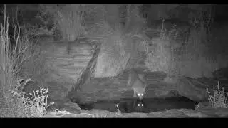 Gray Fox with Prey