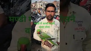 Parrot market।