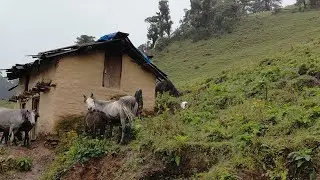 Best Life in A Himalayan Village During The Rainy Day | Most Relaxing | Village Documentary Video