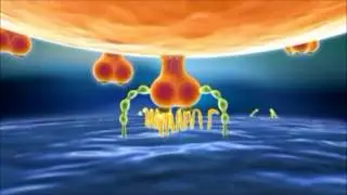 hiv-1 to ccr5 receptor