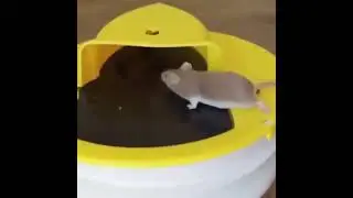 🔥HOT SALE🔥 Flip Slide Bucket Lid Mouse Trap
