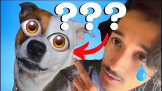 I Tried to Prank my Dog