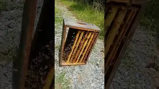 Honey Bees - Cleaning Up Some Old Frames!!!! What a BUZZZZ!!!! #honeybee #beekeeping #beekeeper