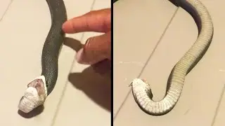Dramatic Snake 