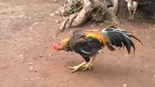 Brazil chicken