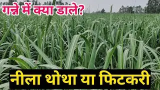 गन्ने में नीला थोथा और फिटकरी डालने के फायदे । गन्ने में नीला थोथा । गन्ने में फिटकरी । नीला थोथा