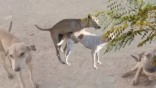 &ldquo;Dog Reproduction Explained Safely | Animal Education Video&rdquo; dog mating