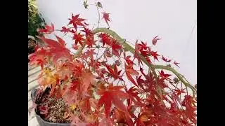 Maple trees planted in UV resistant & high intensity HOKBG grow bags.