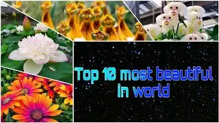 Top 10 most beautiful flowers in world