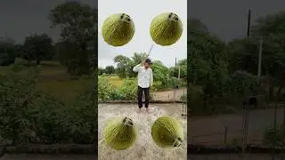 Rolling coconut to hathi ghoda Sher Bagh #trending #youtube #shorts