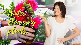 10 Best Flower Plants to Grow at Home in Winter 🌸
