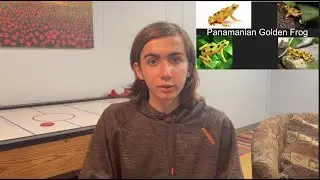 Why is Panama's national animal critically endangered?
