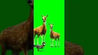 Green screen Deer,No Copyright video #greenscreenvideo#CartoonVideos ,#shortvideo #Akhiliconstar
