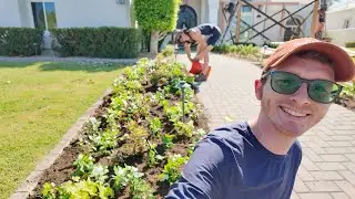 Planting up clients flower bed for late summer + fall color!