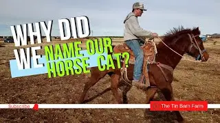 High Brow Cat bred horse training