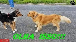 A diferença de um cão liderado e um cão líder!!! Observem....
