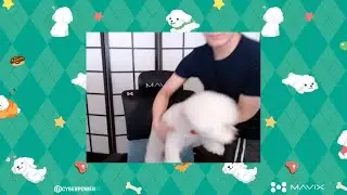 BIMBUS GOES ON STREAM FOR THE FIRST TIME!