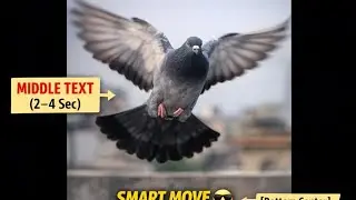 &ldquo;Smart Kabutar ke Viral Tricks Jo YouTube Par Hila Denge! 😎&rdquo;