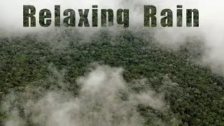 Rainy day in the forest - 1 hour of relaxing ASMR sounds.