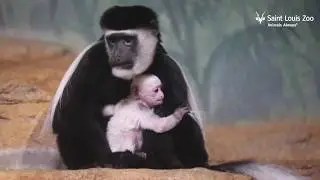 Baby Guereza colobus born at the Saint Louis Zoo