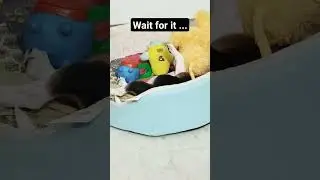 A cute beagle puppy is playing with his soft toys.#youtubeshorts #beagle #trending #viral #shorts