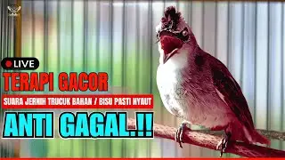 🔴PANCINGAN TRUCUKAN SUSAH BUNYI!! TRUCUKAN GACOR ROPEL PANJANG BIKIN TRUCUK MANA PUN CEPAT BUNYI