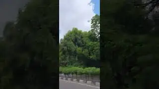 greenery everywhere