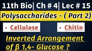 Polysaccharides| Cellulose Structure| Inverted Arrangement of β- Glucose| Chitin| 11th Bio| Lec # 15