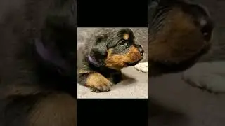 #rottweilerbreed #rottweilerpuppy