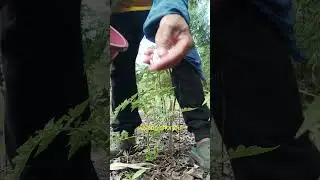 Fertilizer application.