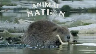 Animal Nation: Beaver (trailer)