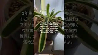 foliage plant、観葉植物、