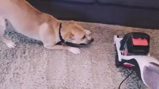Hank Steam Cleans Carpets