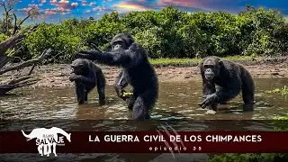 E35: La Guerra Civil De Los Chimpances (con Julio Ortega) | El Lado Salvaje - Podcast