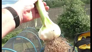 More progress. Garlic out, lettuce in.