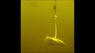 shad for bait