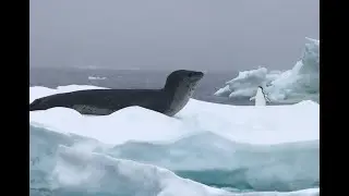 When penguins encounter Leopard Seal