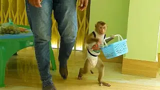 Smart Monkey Kako Walk 2 Legs Carrying Basket Put Langsat Fruit Inside To Eat in Hammock
