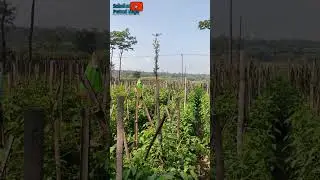 Tomat Corona 402 usia 38 hst #tomato #corona402 #benibtomat