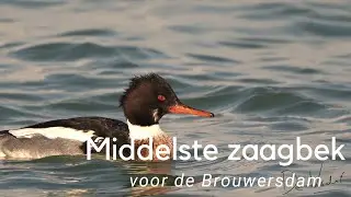 Middelste zaagbek langs de Brouwersdam #820