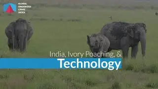 India, Ivory Poaching, and Technology | The Index Podcast