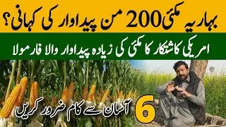 Fertilizer management for Maximum Spring Corn production in 2025 in Punjab #farmers #farming
