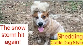 Shedding | Australian Cattle Dogs