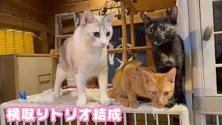横取りトリオは元気いっぱい  いちかちゃんは7時間の手術頑張りました 2026 01 20 2
